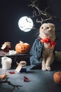 Happy Halloween - cat in dracula costume, Halloween party. Moon, pumpkins, jack o lantern, candles, poisons on the background