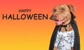 Happy Halloween. Charming dog and Count Dracula costume.