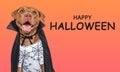 Happy Halloween. Charming dog and Count Dracula costume.