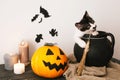 Happy Halloween concept. cute kitty sitting in witch cauldron wi Royalty Free Stock Photo