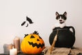 Happy Halloween concept. cute kitty sitting in witch cauldron wi Royalty Free Stock Photo