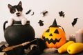 Happy Halloween concept. cute kitty sitting in witch cauldron wi Royalty Free Stock Photo