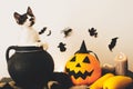 Happy Halloween concept. cute kitty sitting in witch cauldron wi Royalty Free Stock Photo