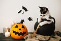 Happy Halloween concept. cute kitty sitting in witch cauldron wi Royalty Free Stock Photo