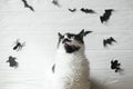 Happy Halloween. Cute cat with green eyes posing on white background with black bats, ghost and spider, space for text. Serious Royalty Free Stock Photo