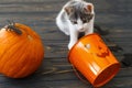 Happy Halloween! Cute kitten playing at Jack o lantern candy bucket, pumpkin and bats on dark background. Kitten and holiday