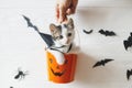 Happy Halloween. Cute kitten sitting in halloween trick or treat bucket on white background with black bats. Adorable kitty Royalty Free Stock Photo