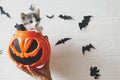 Happy Halloween. Cute kitten sitting in halloween trick or treat bucket on white background with black bats. Adorable kitty Royalty Free Stock Photo