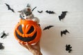 Happy Halloween. Cute kitten sitting in halloween trick or treat bucket on white background with black bats. Adorable kitty Royalty Free Stock Photo