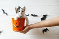 Happy Halloween. Cute kitten in witch hat sitting in halloween trick or treat bucket on white background with black bats. Hand Royalty Free Stock Photo