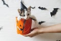 Happy Halloween. Cute kitten in witch hat sitting in halloween trick or treat bucket on white background with black bats. Hand Royalty Free Stock Photo