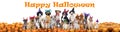 Happy halloween dogs Royalty Free Stock Photo