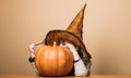 Happy Halloween holidays. Cute child boy in witch hat hiding by big Halloween pumpkin. Little kid with jack-o-lantern Royalty Free Stock Photo