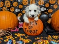 Happy Halloween Puppy Royalty Free Stock Photo