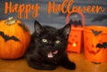 Happy Halloween text on black evil cat delicious licking on background of pumpkin, bats, jack o lantern candy bucket, celebrating