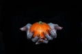 Happy Halloween theme. Small pumpkin in witches pale knotty hands with sharp long nails, low key, selected focus.