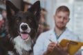 Happy handsome male vet enjoying working with his dog patient Royalty Free Stock Photo