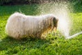 Happy Havanese dog is playing with a water beam Royalty Free Stock Photo