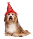 Happy Havanese dog in a red birthday party hat