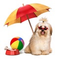 Happy Havanese dog is on summer holiday