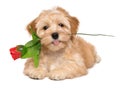 Happy havanese puppy with an artificial red rose