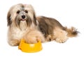 Happy Havanese puppy is asking dog food