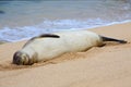 Happy Hawaiian Monk Seal