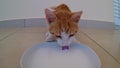 Happy Ginger Kitten Lapping up Milk