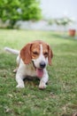 Happy healthy beagle dog Royalty Free Stock Photo