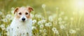 Happy healthy dog in a flower field, spring walking with puppy banner Royalty Free Stock Photo