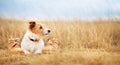 Happy healthy dog listening in the golden grass, pet training banner