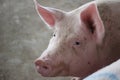 The happy fattening pig in big commercial swine farm Royalty Free Stock Photo