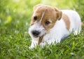 Happy dog puppy chewing bone Royalty Free Stock Photo