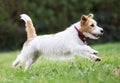 Happy healthy pet dog puppy running in the grass Royalty Free Stock Photo