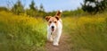 Happy healthy pet dog puppy walking in the grass in spring Royalty Free Stock Photo