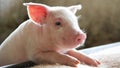 Happy and healthy piglet in swine farm