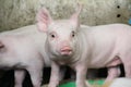 Happy and healthy piglet in swine farm