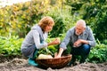 Senior couple gardening in the backyard garden.