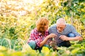 Senior couple gardening in the backyard garden. Royalty Free Stock Photo