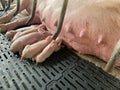 The happy sow, mother pig in big commercial swine farm Royalty Free Stock Photo