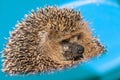 A hedgehog on blue background