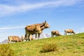 Happy herd of cows staring into the distance in the mountains of Picos de Europa in Spain