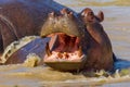 Happy Hippopotamus Royalty Free Stock Photo