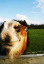 Happy horse