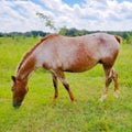 Happy Horse