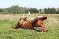 Happy horse rolling in the grass Royalty Free Stock Photo