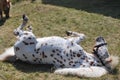 Happy Horse rolling on ground Royalty Free Stock Photo