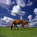 Happy horses Royalty Free Stock Photo