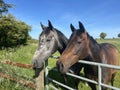 Happy horses in the field in Spring Royalty Free Stock Photo