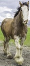 Clydesdale in Sonoma, California. Royalty Free Stock Photo